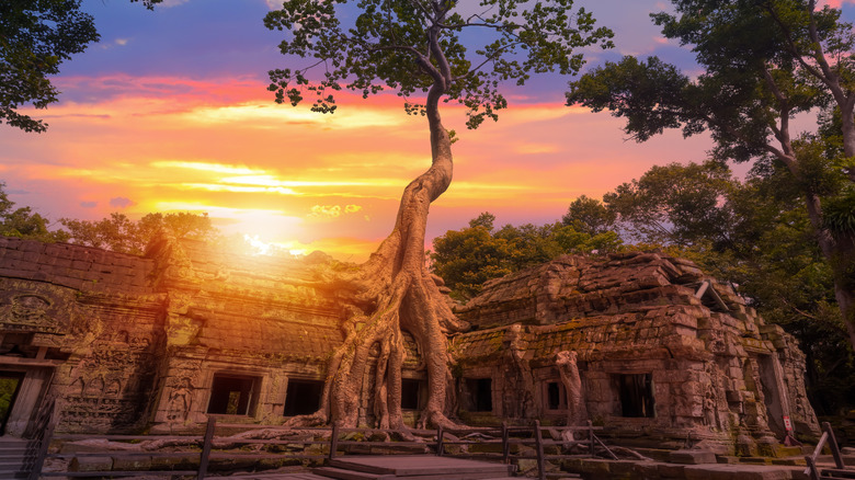 Tree growing over ruins - Ta Prohm temple ruins hidden in jungles at Angkor Wat
