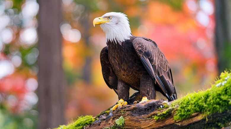 A bald eagle is sitting on a tree branch