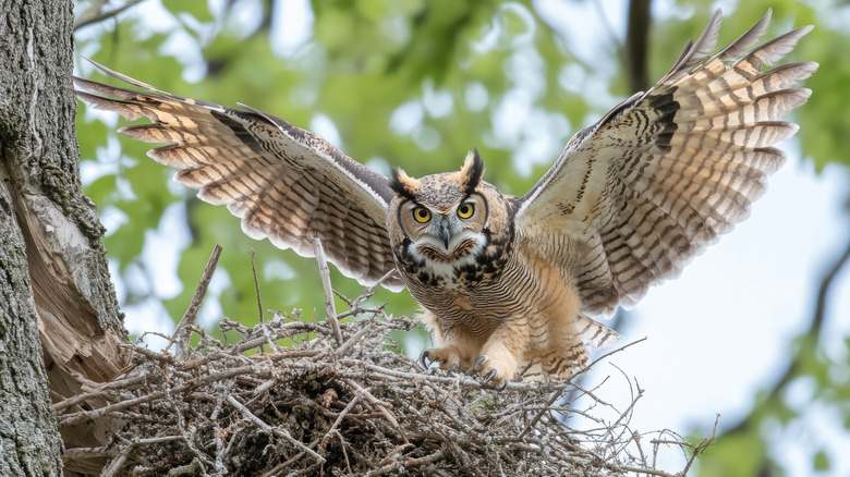 A great horned owl is spreading its wings