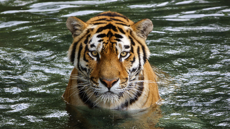 A tiger looks at the camera in the water