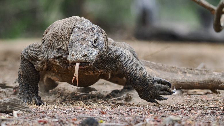 A komodo dragon is showing its tongue