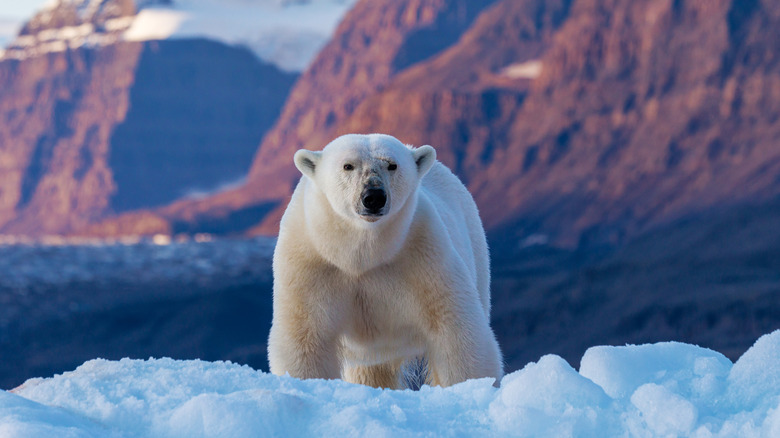 A polar bear is standing on ice