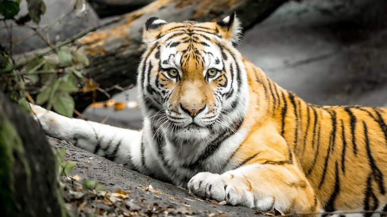 A Siberian tiger is lying on the ground