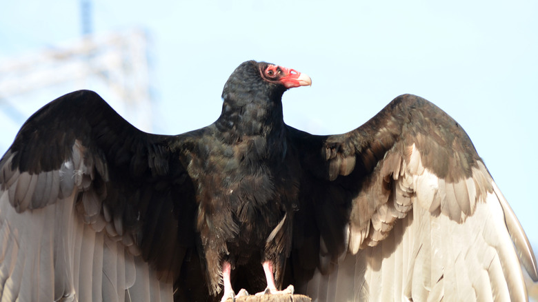 Close up of Californian condor with wings outstretched