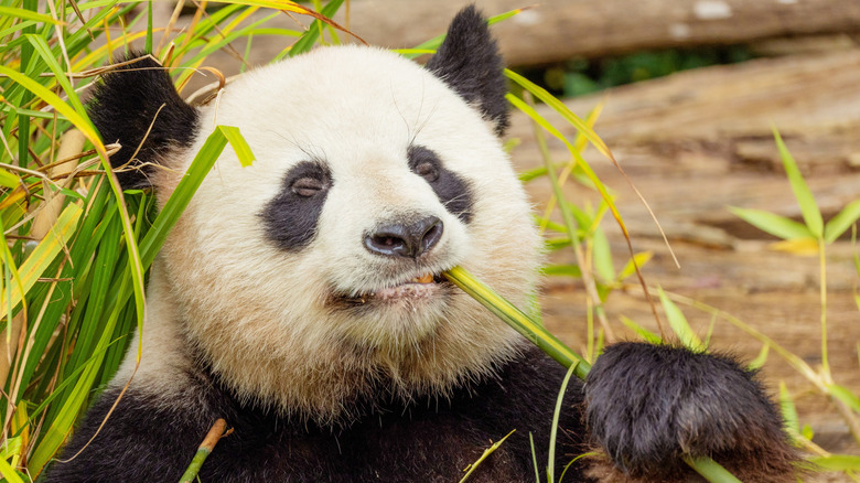 Close up of a giant panda