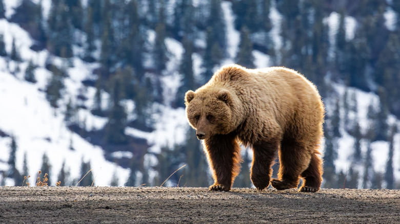Grizzly bear walking on the road at national park