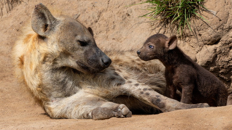 Close up of spotted hyena and cub