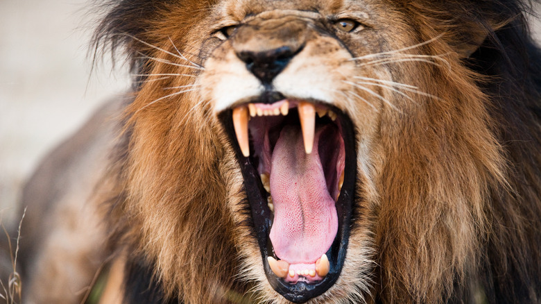 Close up of lion with its teeth exposed