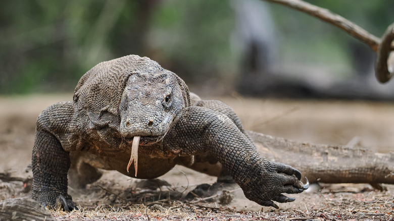 Close up of Komodo dragon at Komodo national park