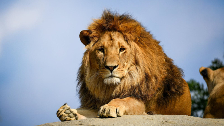Close up of male lion sitting on top of a rock