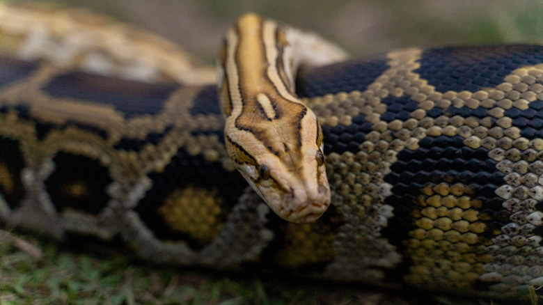 Close up of reticulated python on the ground