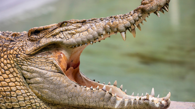 Close up of saltwater crocodile with open mouth and teeth showing