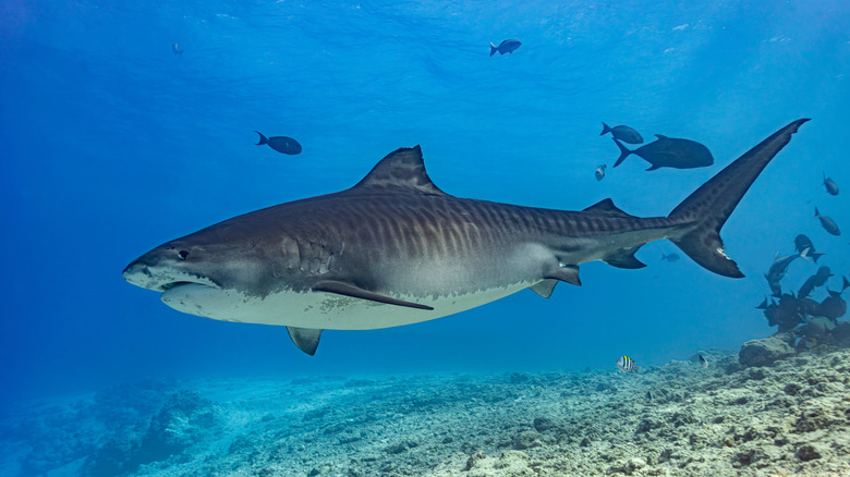 Close up of tiger shark swimming