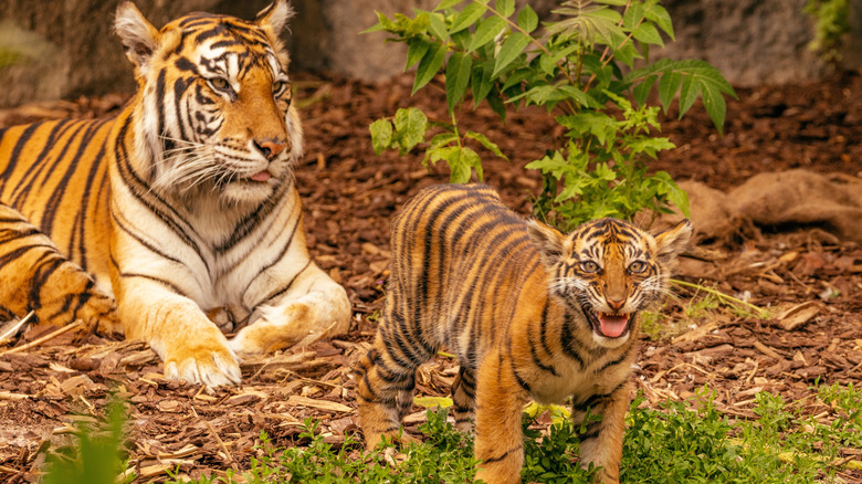 Tiger cub playing with its mother
