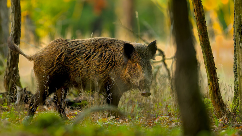 Wild boar in a forest