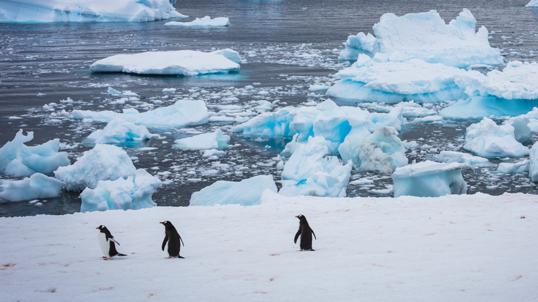 A group of penguins waddling across the snow in front of groups of ice floating off in the ocean.
