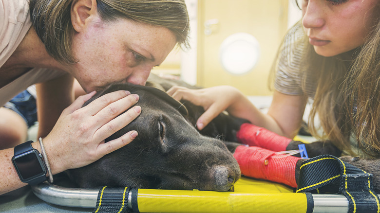 A wounded dog being comforted on a stretcher