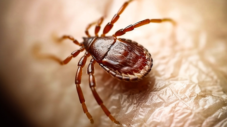 tick crawling on human skin
