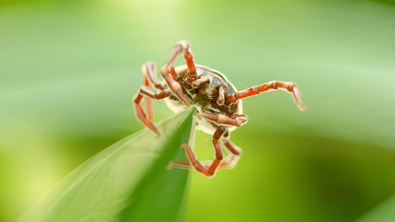 illustration of tick perched on blade of grass