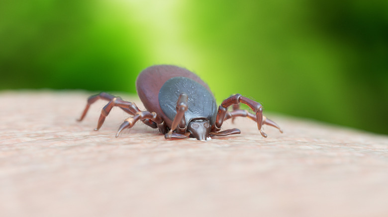 illustration of tick biting human