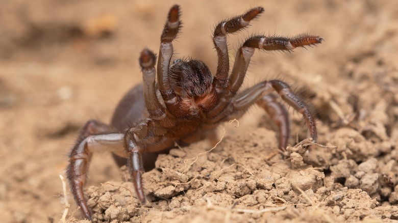 trapdoor spider rearing up