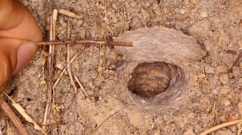 trapdoor spider lair held open with stick