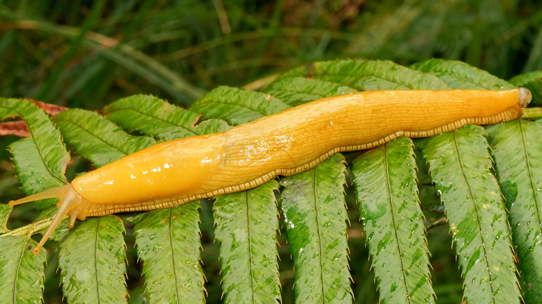 A large California banana slug (Ariolimax californicus) crawling across a leaf