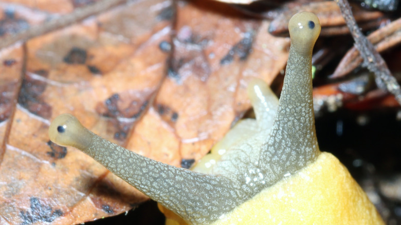 Close-up of the eyes of a banana slug