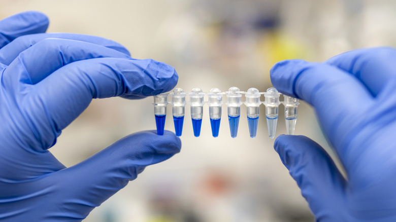 Gloved hands holding PCR tubes filled with blue liquid.