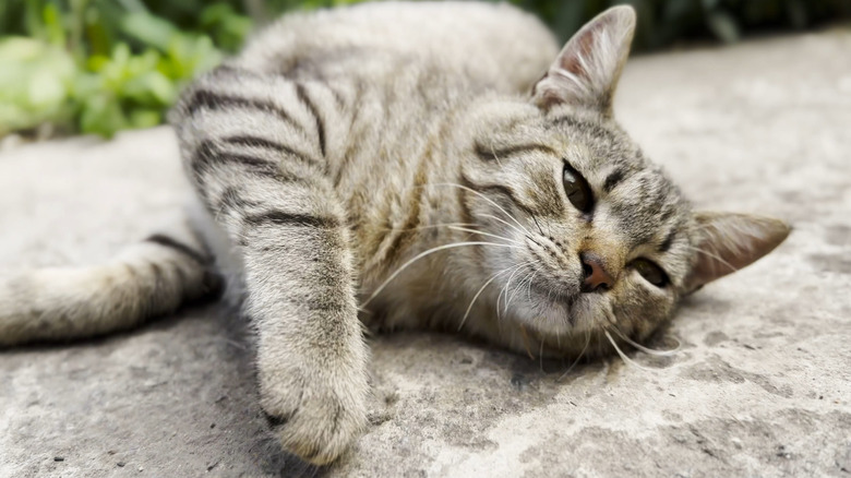 Cat happily sprawled out on concrete surface