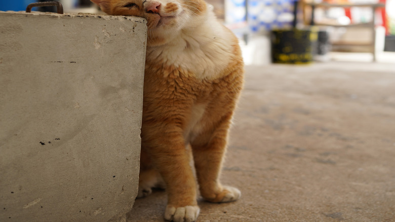 Close-up of cat rubbing its face on concrete slab