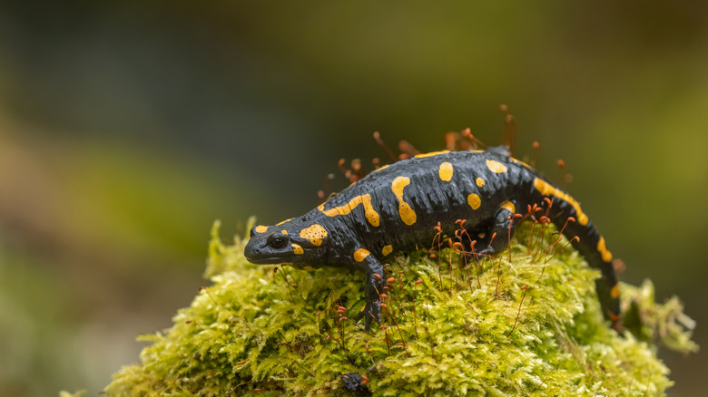 A yellow and black fire salamander sitting on moss