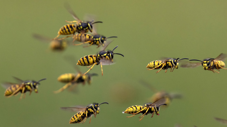 Wasps flying around a garden