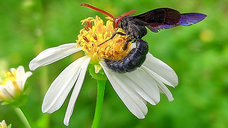 A Scolia dubia, a parasitoid, on a white and yellow flower