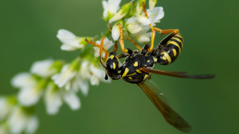 Paper wasp on a white clover