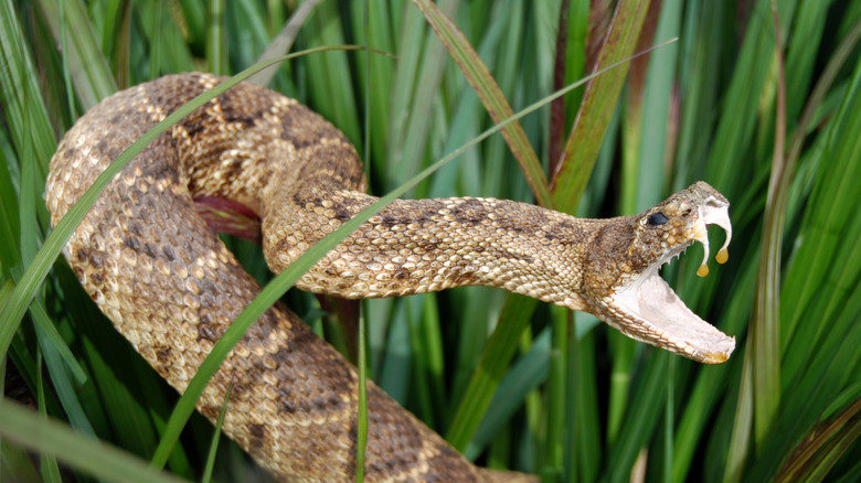 A rattlesnake opens its jaws in grass
