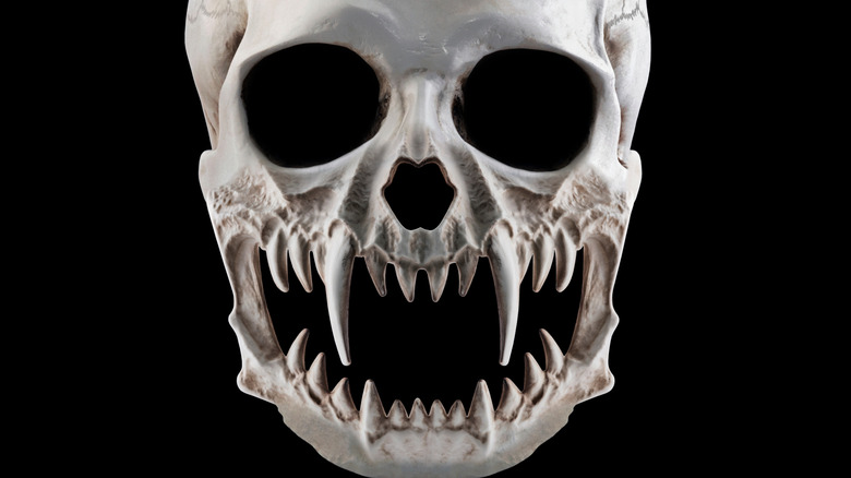 A row of sharp teeth in a human skull is seen in closeup