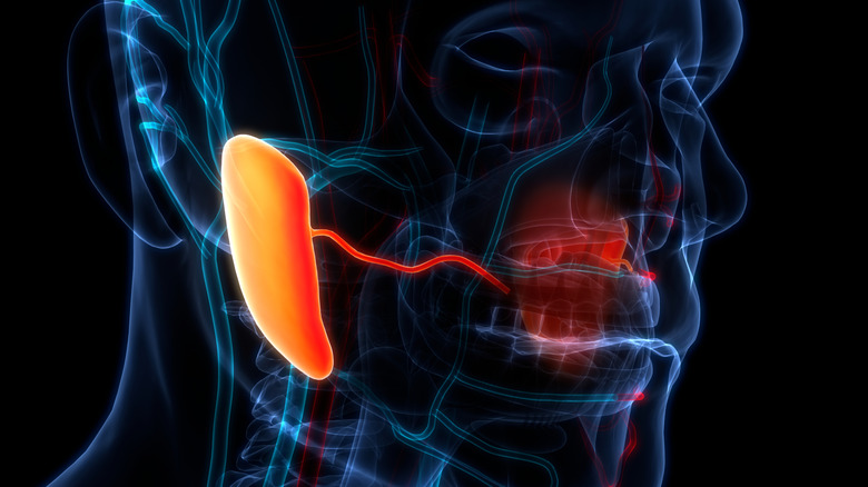 The human salivary glands are highlighted on a 3D model of a human head