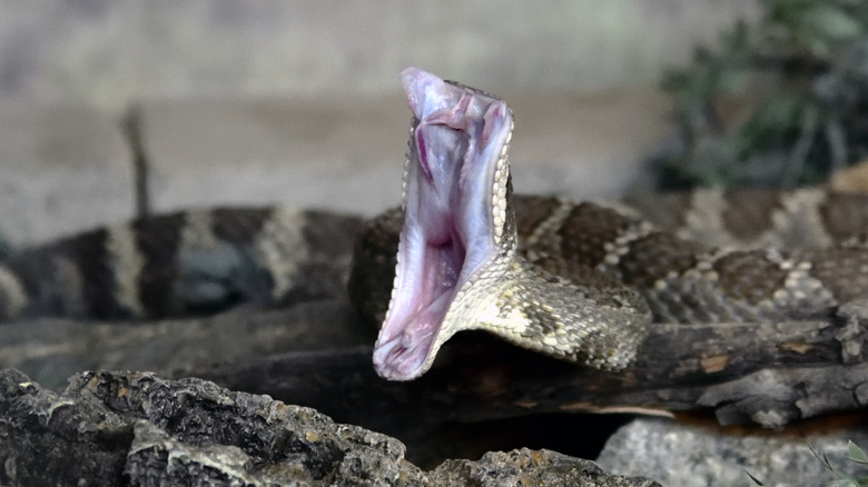 A snake opens its jaws revealing large fangs