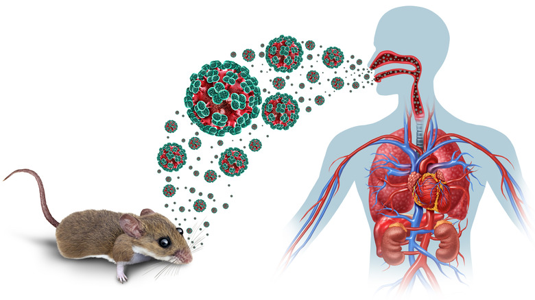 Concept art demonstrating the transmission of hantavirus from a mouse to a person