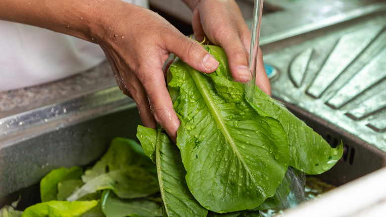 Hands washing lettuce in the sink