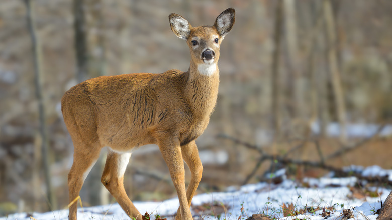 A young white-tailed deer looking into the camera in a snowy forest.