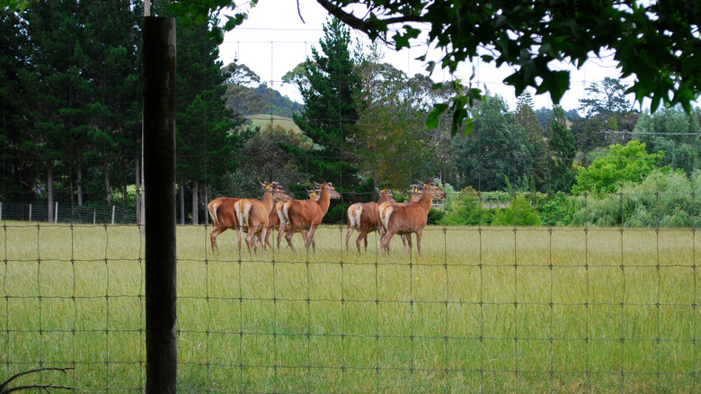A group of deer in a field on the other side of a fence.