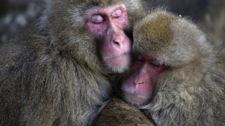 two Japanese macaques sleeping together