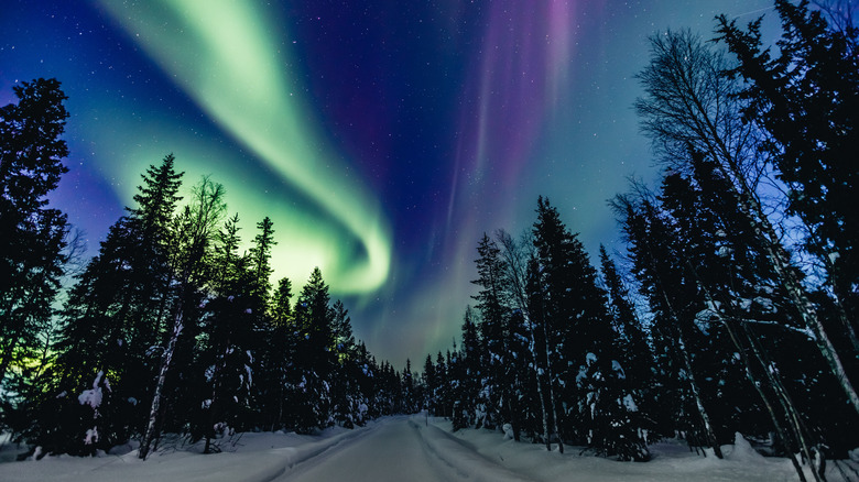 Colorful aurora borealis over a snowy winter forest in Finnish Lapland