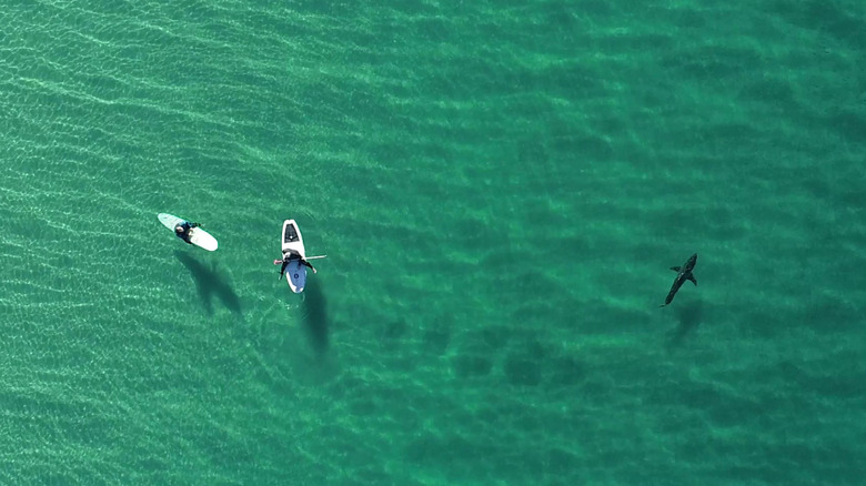 A drone image featuring two paddle boarders and shark in the ocean.