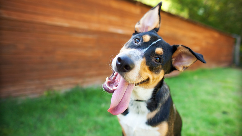 An excited looking dog tilting its head to the left with its tongue hanging out.