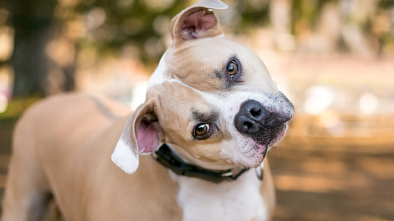 A dog wearing a black collar tilting its head to the right.