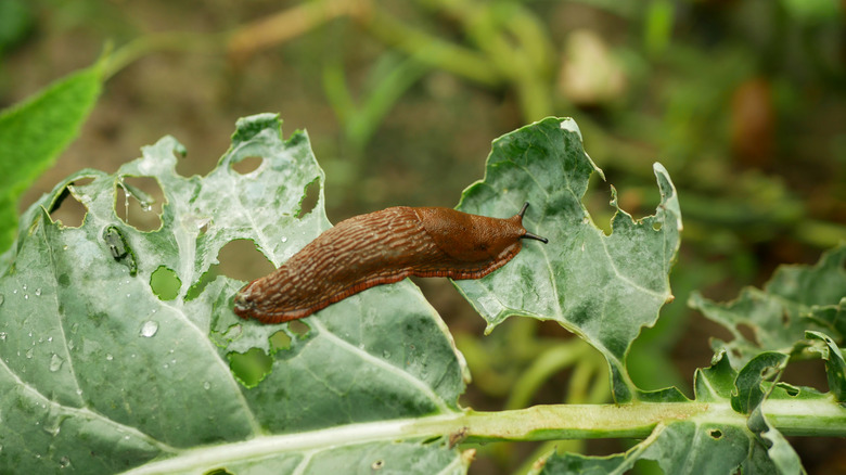 A slug eating a cauliflower leaf
