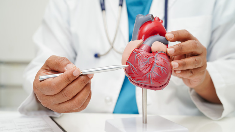 Doctor pointing to model of human heart